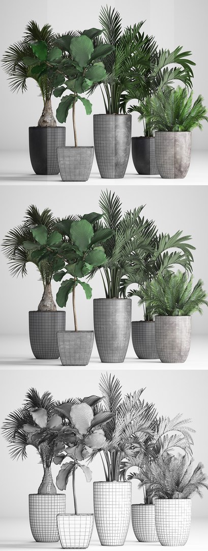 hyophorbe exotic plants 3D model https://p.turbosquid.com/ts-thumb/42/3mM4dZ/Cav2w70r/plantpot131206/jpg/1544794028/1920x1080/fit_q87/5c11dd3008fef9a93733a72f37e1b6b76d64e039/plantpot131206.jpg