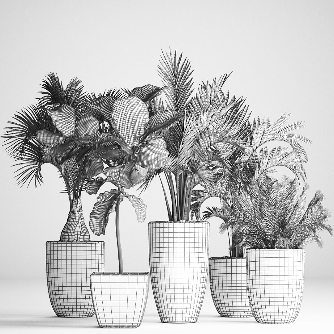 hyophorbe exotic plants 3D model https://p.turbosquid.com/ts-thumb/42/3mM4dZ/IjqGQ4Lx/plantpot131209/jpg/1544794028/1920x1080/fit_q87/c4f8ae2d711810ce60e3f1d8b166a4186b231fb6/plantpot131209.jpg