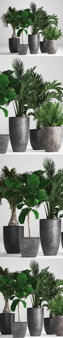 hyophorbe exotic plants 3D model https://p.turbosquid.com/ts-thumb/42/3mM4dZ/P3VnPwkN/plantpot131205/jpg/1544794028/1920x1080/fit_q87/fcd26f7a772958c17be85b24c36658618d87b3c5/plantpot131205.jpg