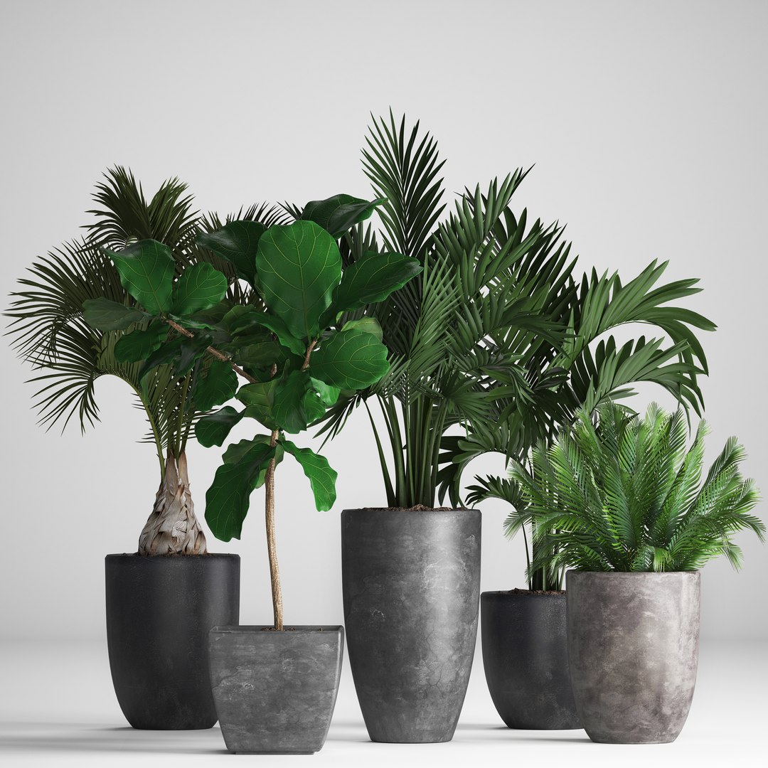 hyophorbe exotic plants 3D model https://p.turbosquid.com/ts-thumb/42/3mM4dZ/cs1Hk9Tu/plantpot131201/jpg/1544794028/1920x1080/fit_q87/f3736e867280ae197d604964132ffa6f3505dd8c/plantpot131201.jpg