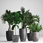 Collection Exotic plants