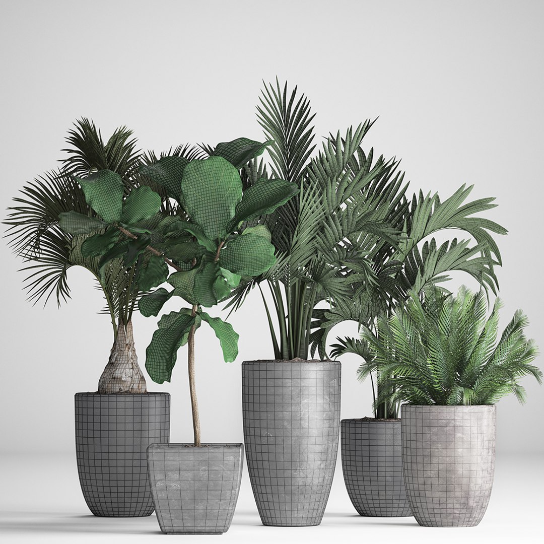 hyophorbe exotic plants 3D model https://p.turbosquid.com/ts-thumb/42/3mM4dZ/dp6ZA0Vt/plantpot131208/jpg/1544794028/1920x1080/fit_q87/79cfc9c90d3be3f5bcd2893c375e1dbb14587b83/plantpot131208.jpg