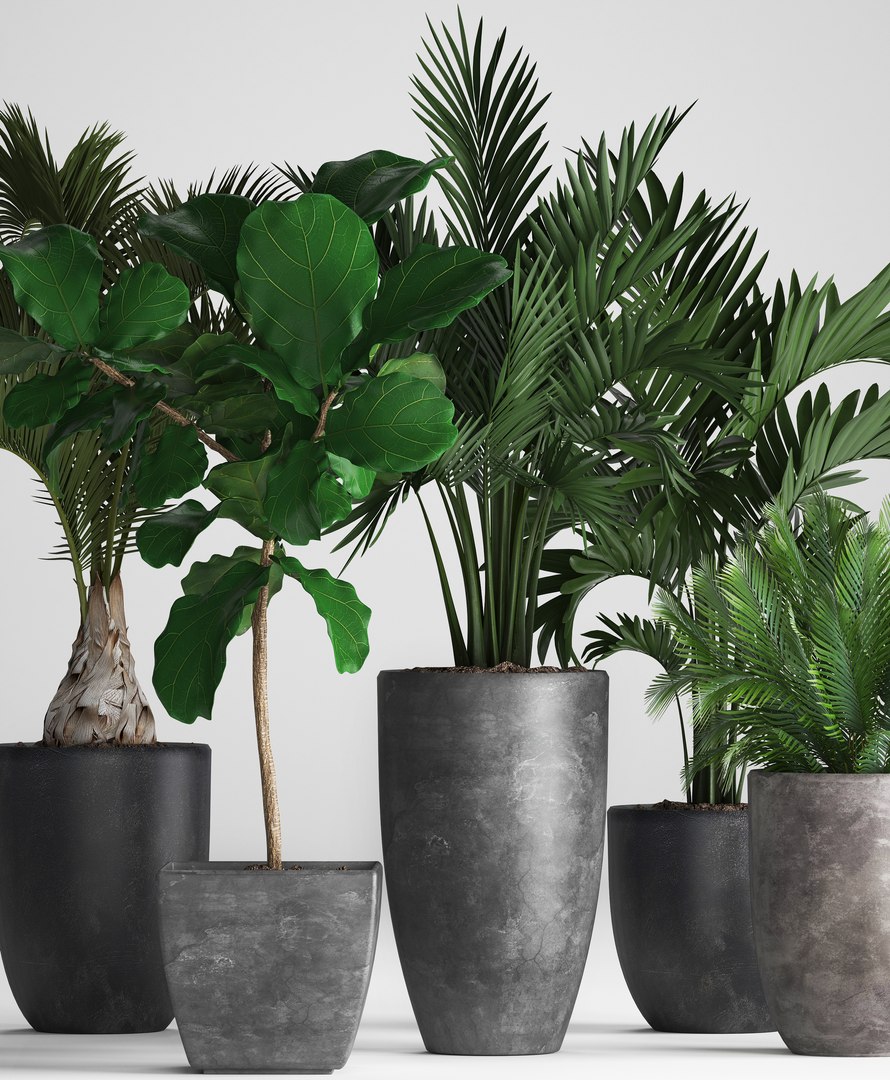 hyophorbe exotic plants 3D model https://p.turbosquid.com/ts-thumb/42/3mM4dZ/hRaTyMg8/plantpot131204/jpg/1544794028/1920x1080/fit_q87/ea2ba6cf342a5de0152413c083e72304292cc916/plantpot131204.jpg