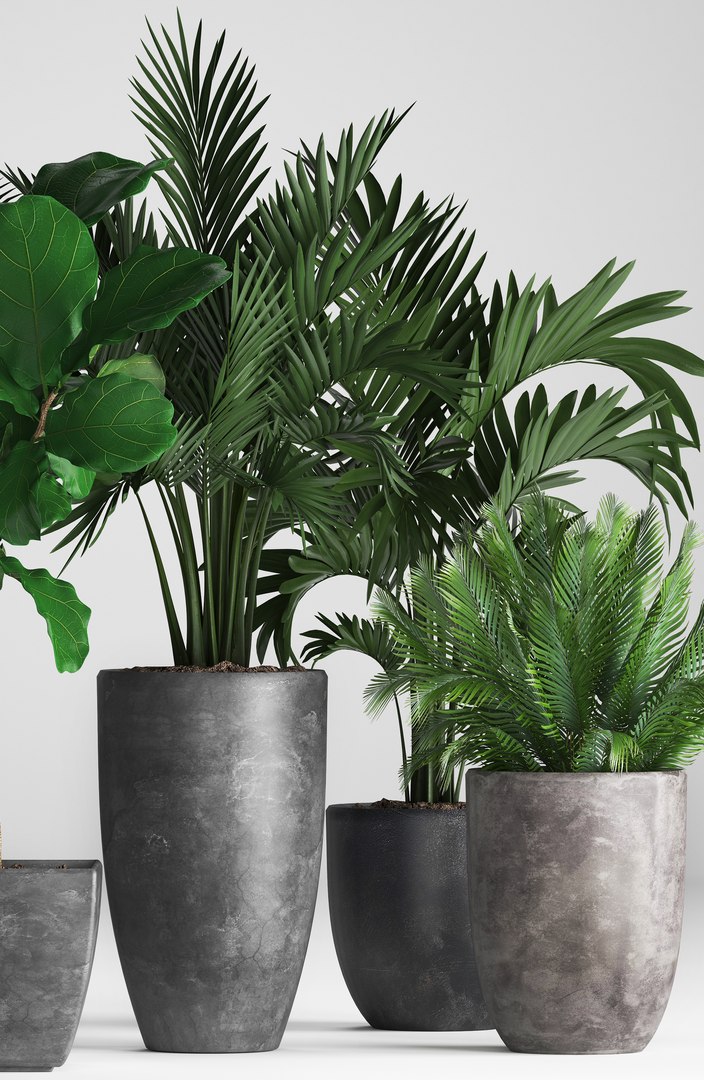 hyophorbe exotic plants 3D model https://p.turbosquid.com/ts-thumb/42/3mM4dZ/lnq1MxuE/plantpot131203/jpg/1544794028/1920x1080/fit_q87/364b3ae162972c97bd6b3f41594d564af6321877/plantpot131203.jpg