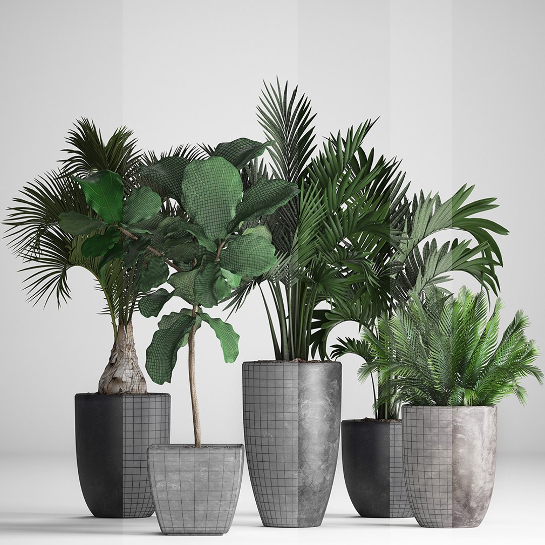 hyophorbe exotic plants 3D model https://p.turbosquid.com/ts-thumb/42/3mM4dZ/pdHt48qI/plantpot131207/jpg/1544794028/1920x1080/fit_q87/f685e08d06d0a725950d1c4c054b4ef75b3357d5/plantpot131207.jpg