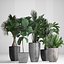Collection Exotic plants