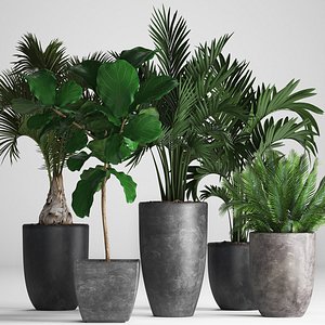 hyophorbe exotic plants 3D model