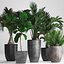 Collection Exotic plants