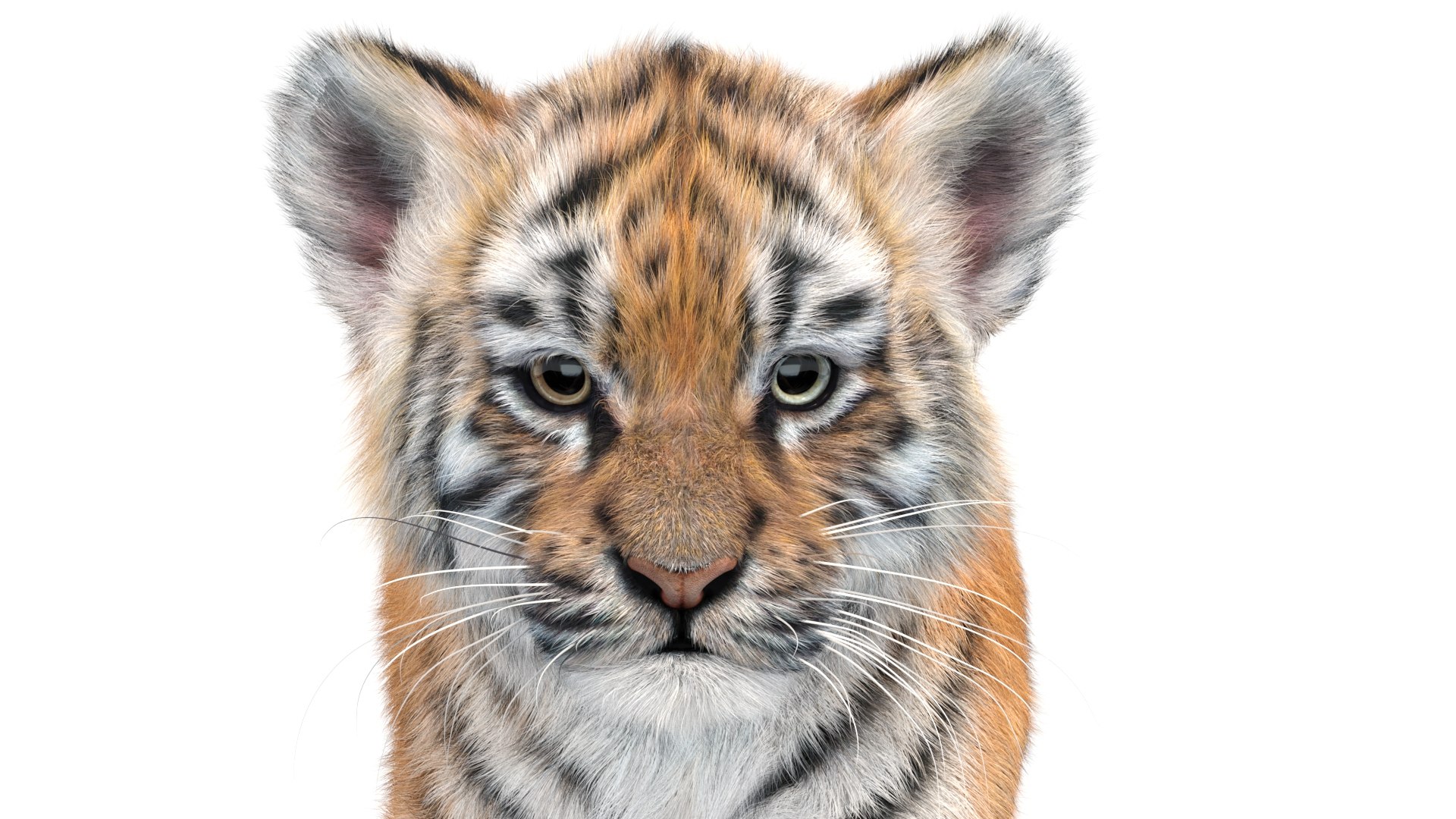 Animated Tiger Cub 3D Model With Groomed Hair 3D - TurboSquid 2336577