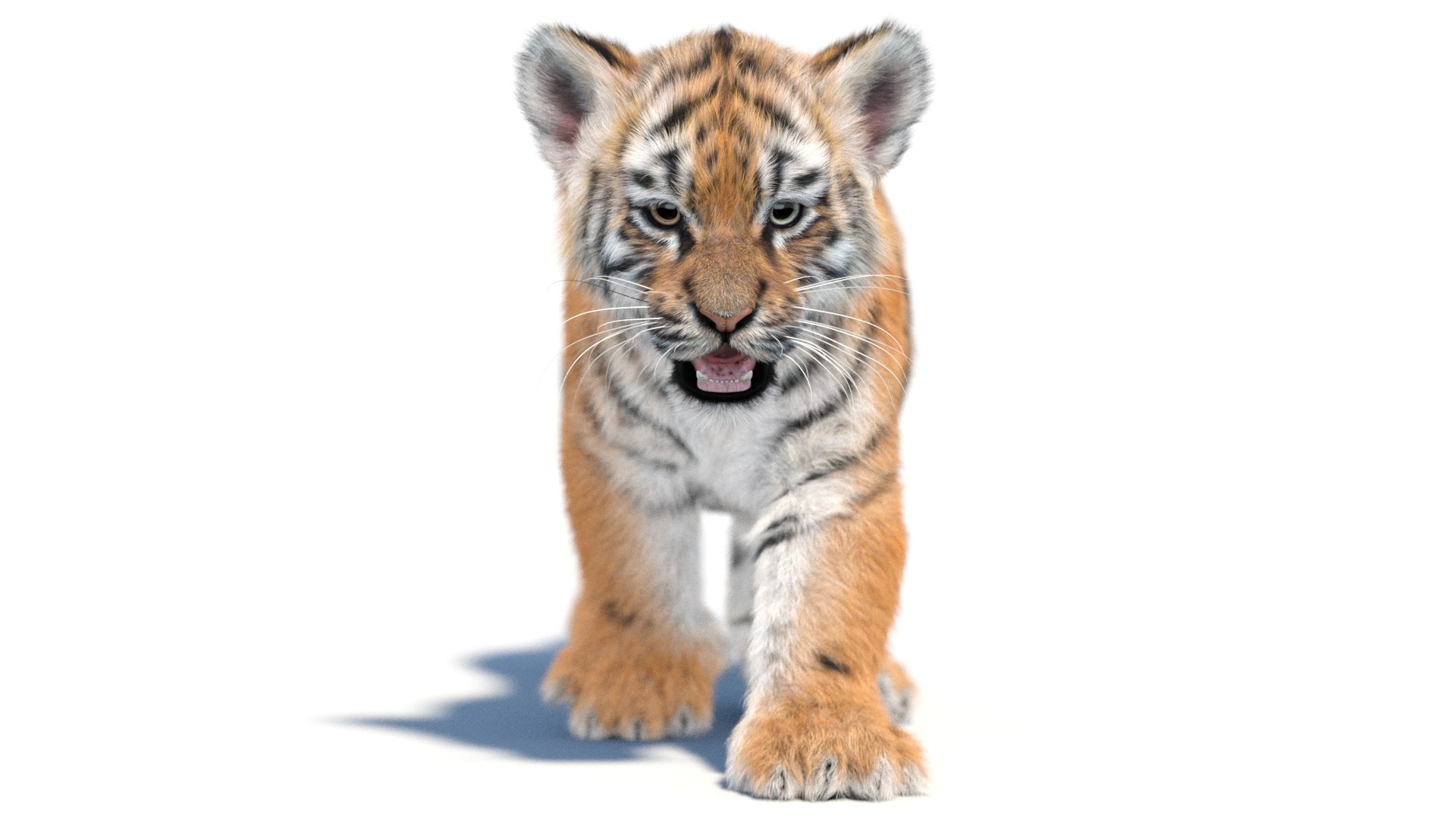 Animated Tiger Cub 3D Model With Groomed Hair 3D - TurboSquid 2336577