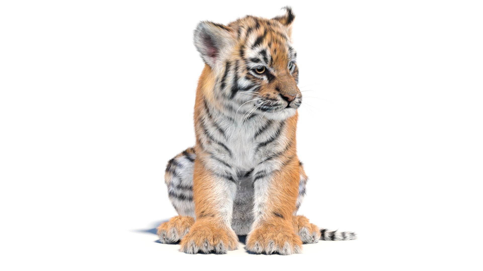 Animated Tiger Cub 3D Model With Groomed Hair 3D - TurboSquid 2336577
