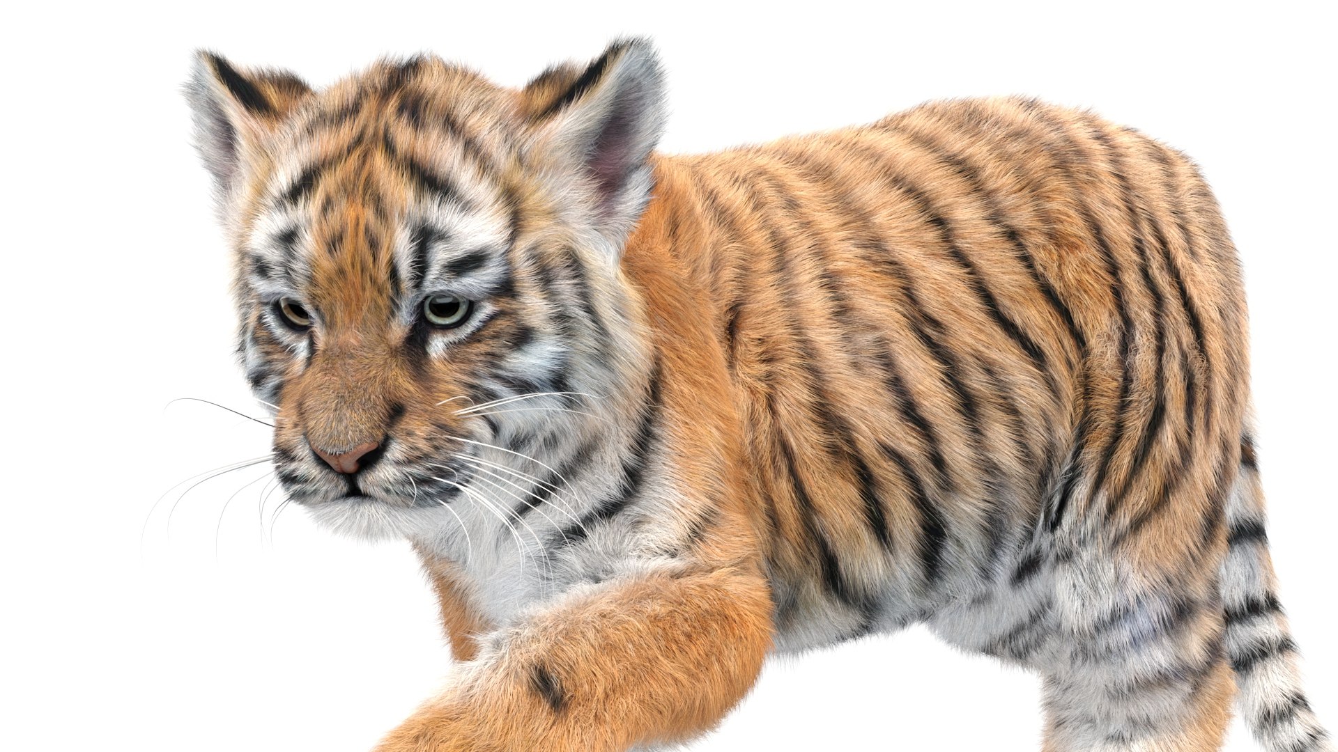 Animated Tiger Cub 3D Model With Groomed Hair 3D - TurboSquid 2336577