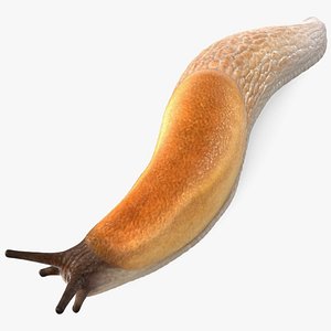 Iberian Slug Lying 3D model