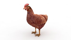 Chicken 3D model