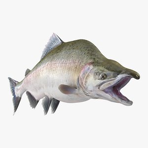 c4d pink salmon fighting pose