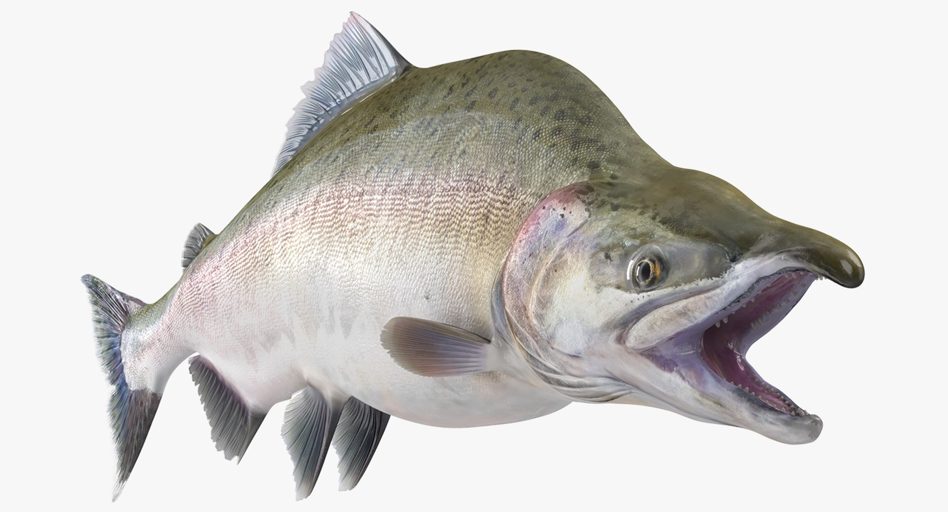 Pink Salmon Fighting Pose 3D Model 3D model preview
