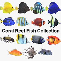 Coral Reef Fish Collection