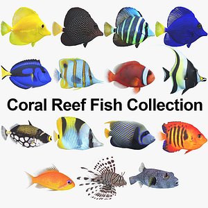 Coral Reef Fish Collection