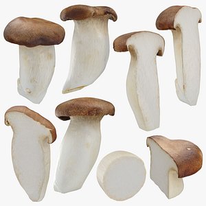 King Trumpet Collection