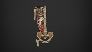Human Anatomy-Right upper limb posterior view
