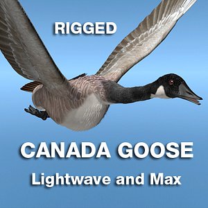 Canada Goose for Rigged for Lightwave or Max v8
