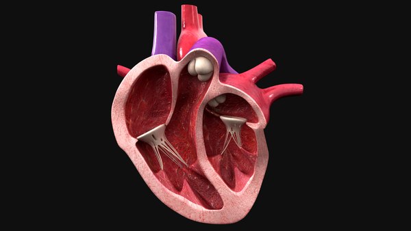3D human heart cross section - TurboSquid 1645194