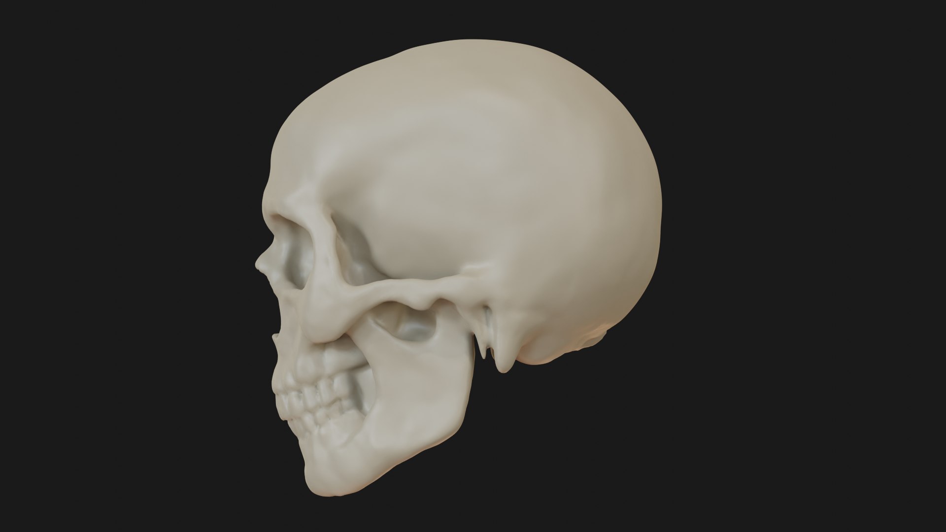 3D Male human skull https://p.turbosquid.com/ts-thumb/42/m8gkVU/4S/skull_0007/png/1719212991/1920x1080/fit_q87/89e7995a1df7ea53505a959b0f612e172954a6e4/skull_0007.jpg