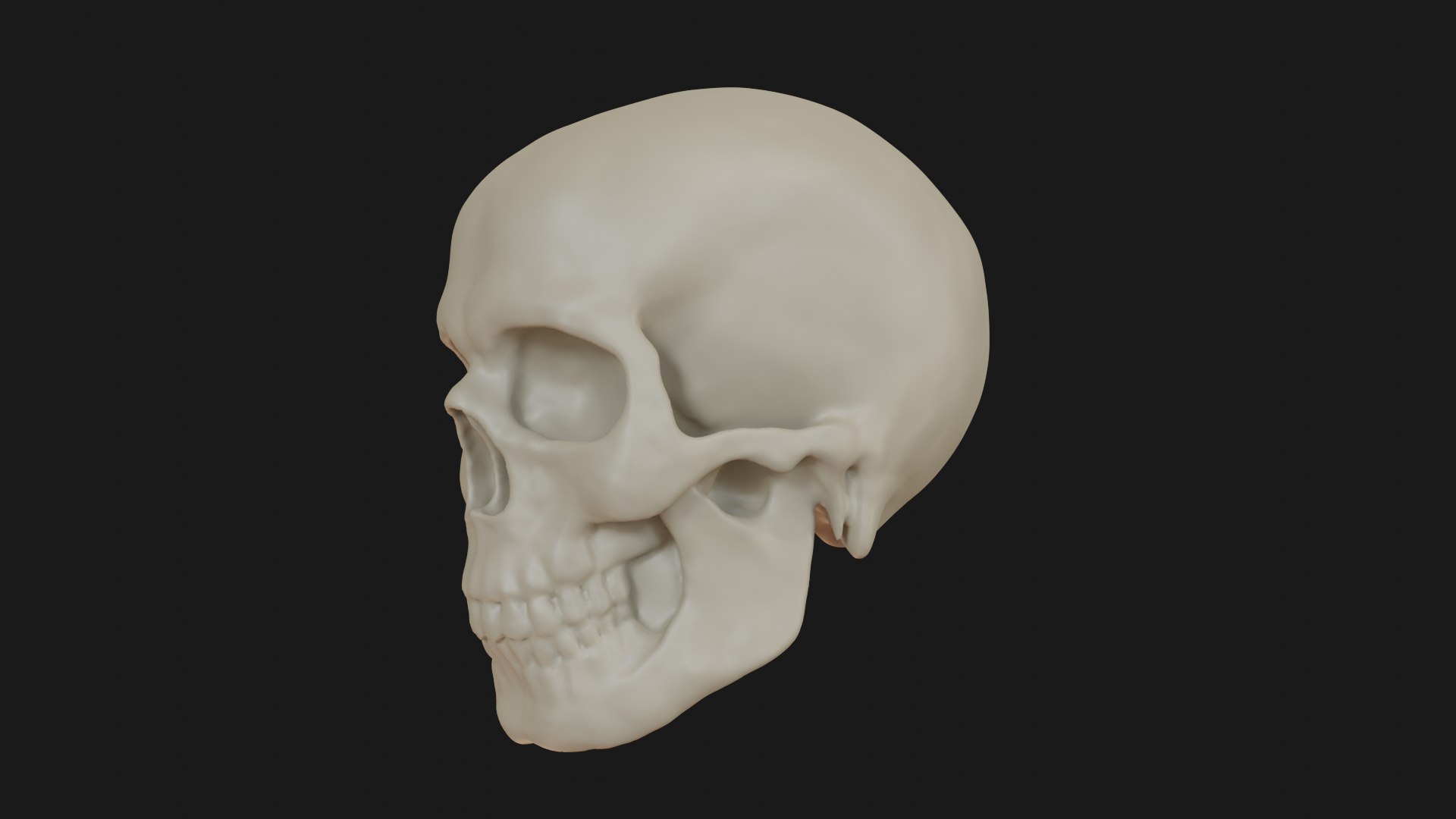 3D Male human skull https://p.turbosquid.com/ts-thumb/42/m8gkVU/DI/skull_0005/png/1719212986/1920x1080/fit_q87/f3bc0dd41176ea0419e29d0f9222aa5d3ec0972e/skull_0005.jpg