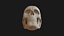 Cranio umano maschio