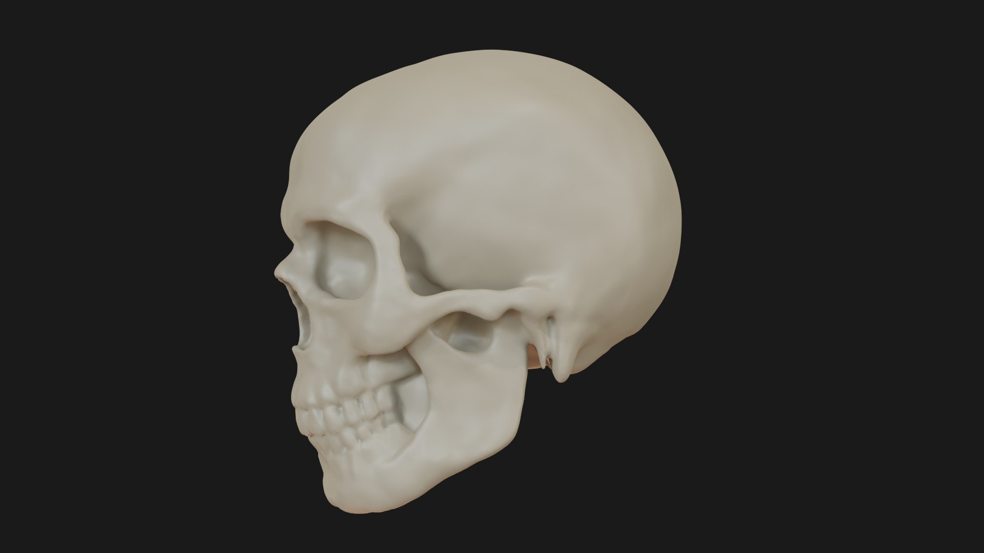 3D Male human skull https://p.turbosquid.com/ts-thumb/42/m8gkVU/tx/skull_0006/png/1719212988/1920x1080/fit_q87/cf624d8c8de20cc5ebac0b6957fa1517cb763504/skull_0006.jpg