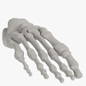 human foot bones 3D model