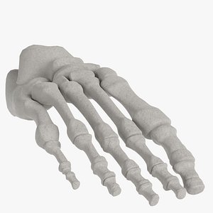 Anatomy - Human Foot bones