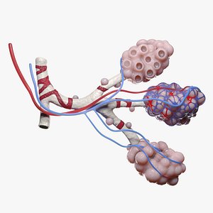 Alveoli 3D model
