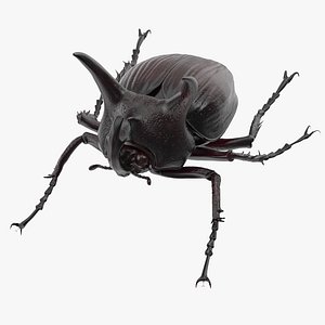 rhinoceros beetle pose 02 max