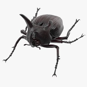 Rhinoceros Beetle Pose 02