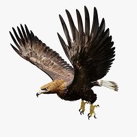Golden Eagle - BLENDER
