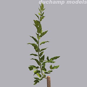 Young grafted tree