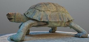 turtle animal tortoise 3D model