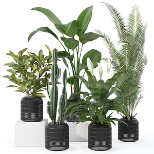3D model Plants collection 134