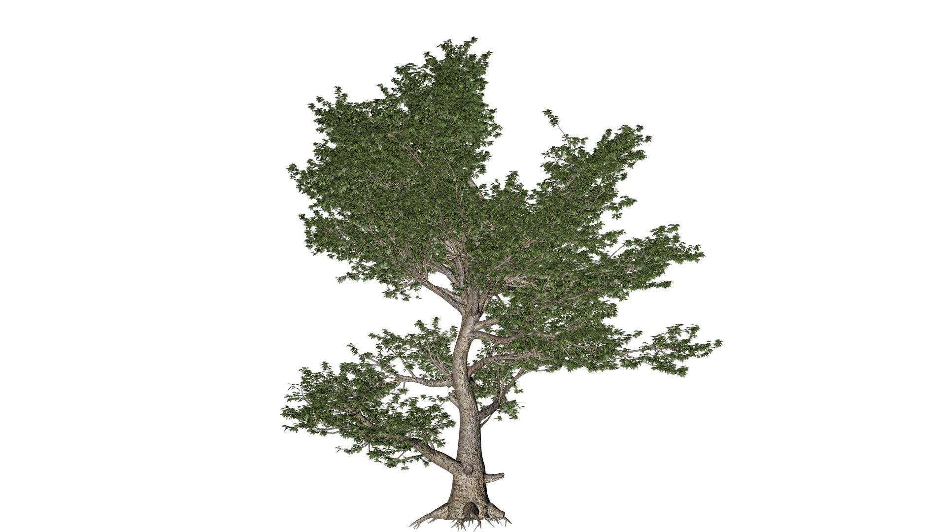 3D Model American Sycamore Tree - 02 - - TurboSquid 2374310