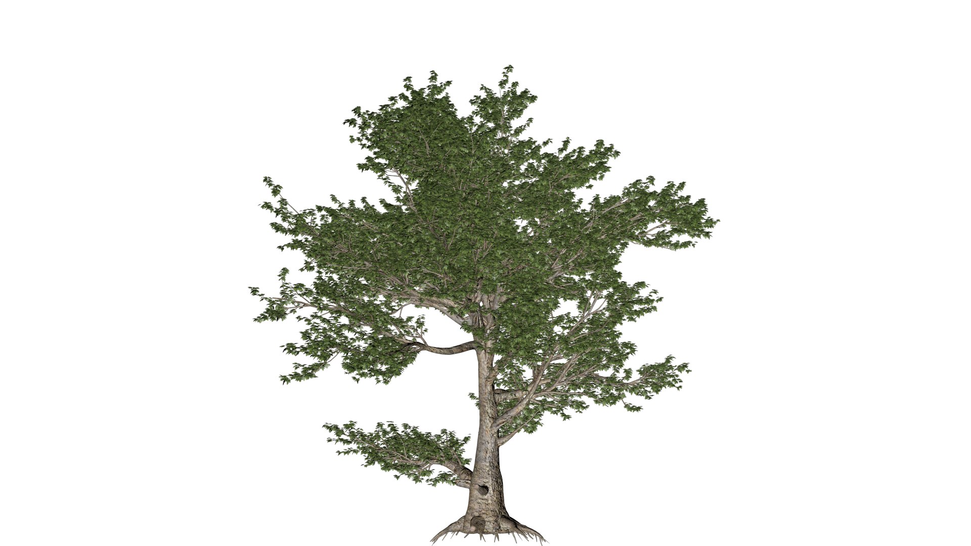 3D Model American Sycamore Tree - 02 - - TurboSquid 2374310