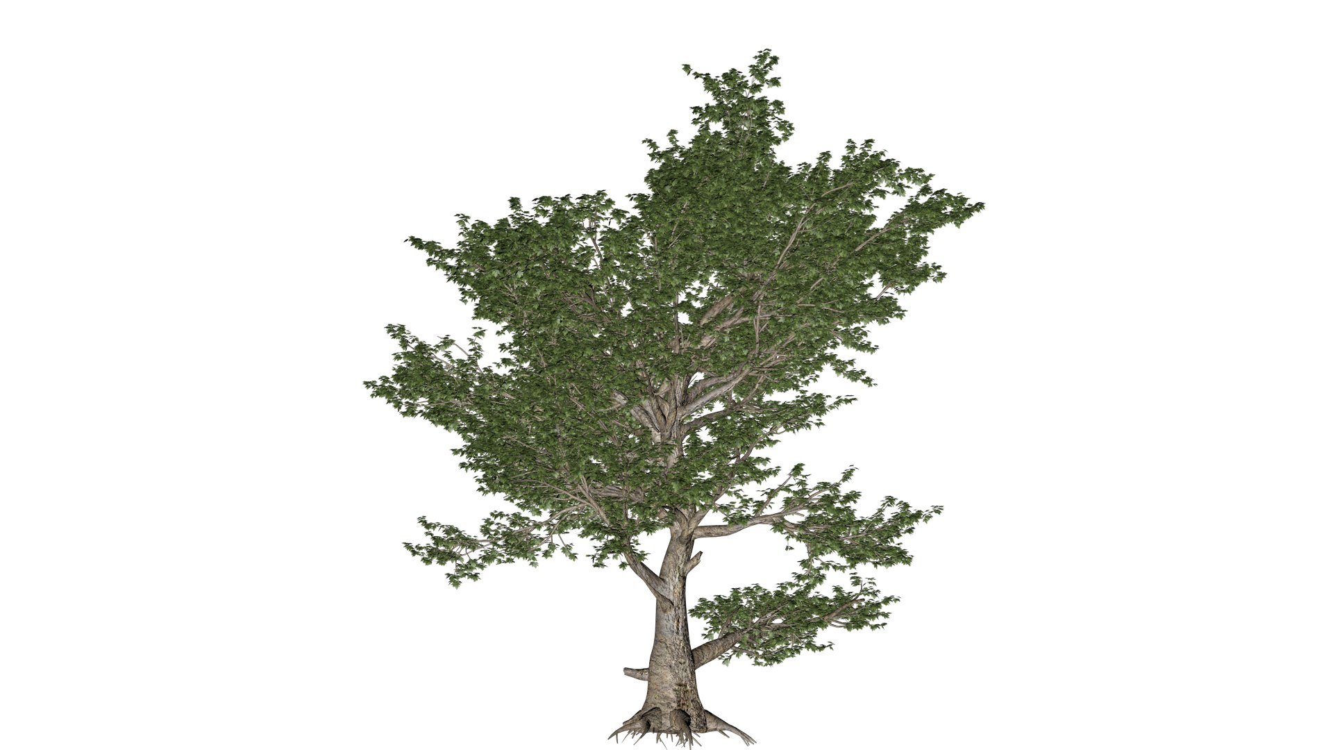 3D Model American Sycamore Tree - 02 - - TurboSquid 2374310