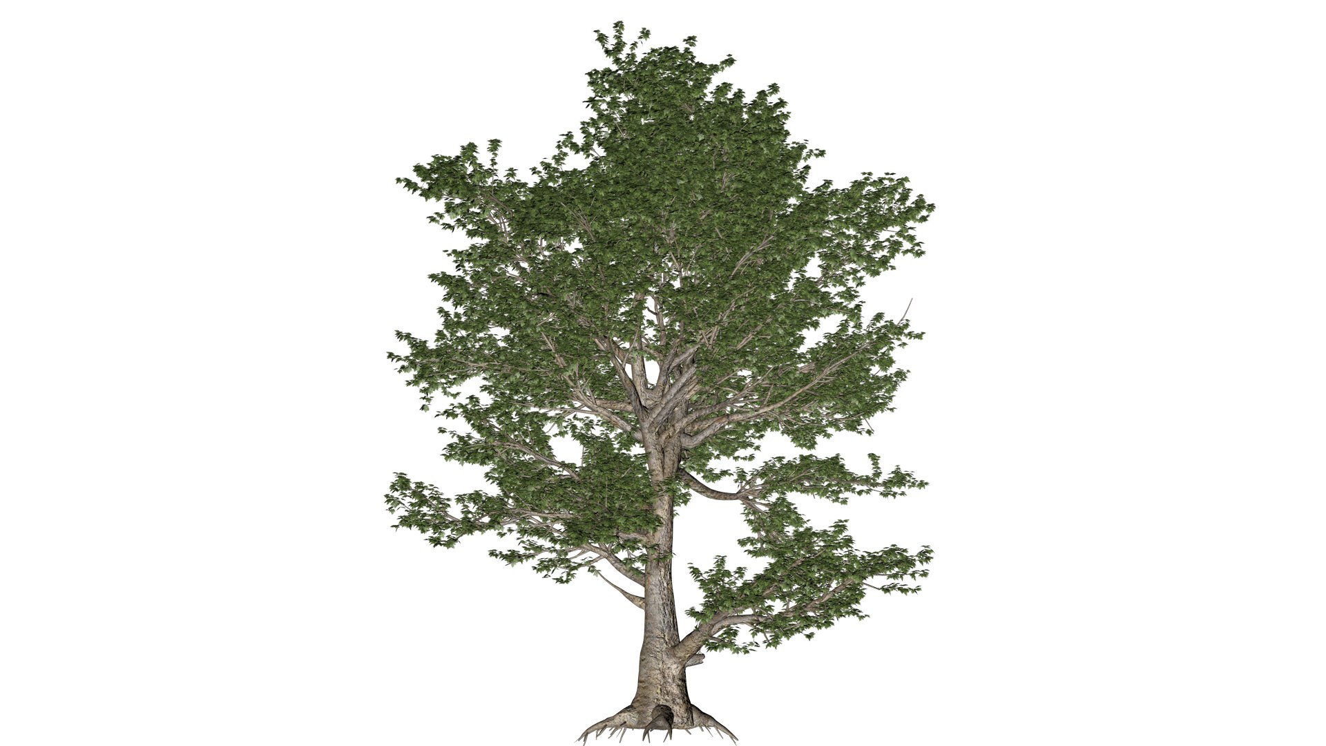 3D Model American Sycamore Tree - 02 - - TurboSquid 2374310