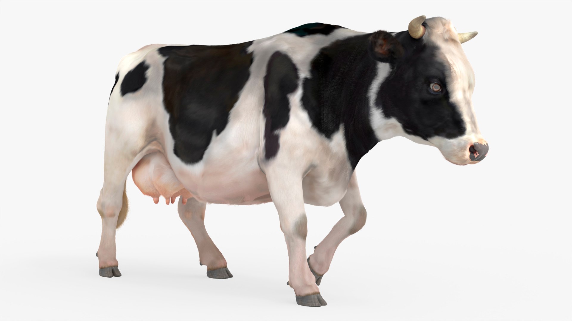 3D Cattle Cow Grazing Animated Rigged Fur For Blender model https://p.turbosquid.com/ts-thumb/43/nh6sMm/m3/cattle_cow_grazing_animated_rigged_fur_for_blender_009/jpg/1776900123/1920x1080/fit_q87/7f66fd8c23c3aa40e453a83201033bd4b1ac8586/cattle_cow_grazing_animated_rigged_fur_for_blender_009.jpg
