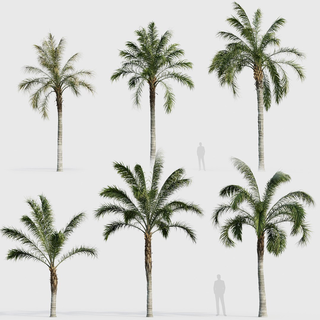 Syagrus Romanzoffiana Queen Palm 02 3D Model 3D Model TurboSquid 2173934
