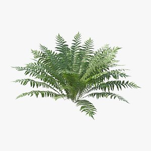 Fern Dryopteris 02