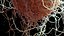Immune Cell Macrophage Smooth
