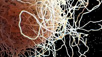 Immune Cell Macrophage Smooth