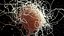 Immune Cell Macrophage Smooth