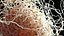 Immune Cell Macrophage Smooth